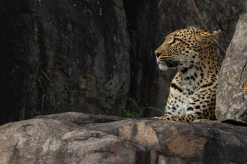 Leopard Cub © Benj