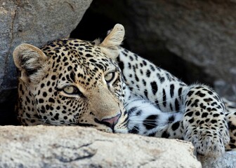 Leopard on rock © Benj