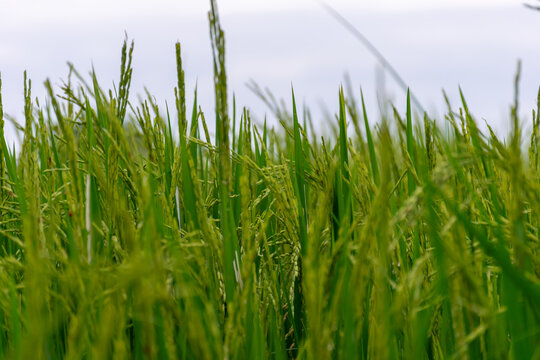 Close up of green rice plants developing grains growing lush paddy field showing agriculture farming crop cultivation food production rural nature