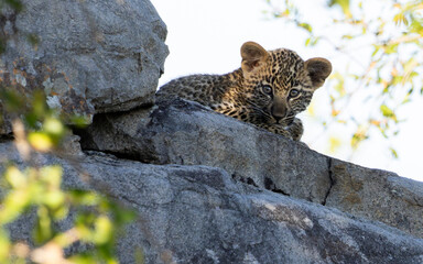 Leopard Cub © Benj