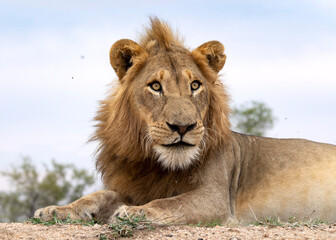 Male Lion © Benj