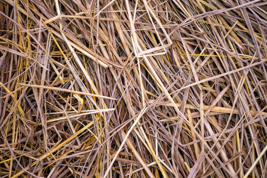 Close up of dry rice straw showing tangled golden brown stems natural fibrous texture ideal for agriculture farming harvest rural organic rustic backgrounds