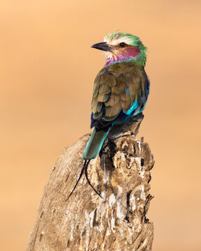 lilac breasted roller