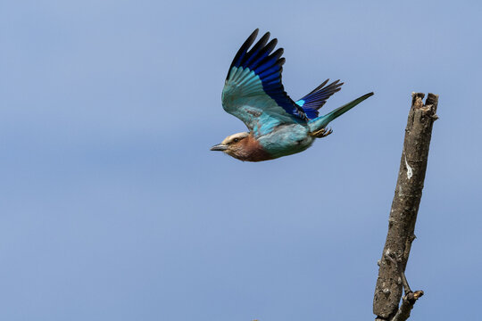 Lilac breasted roller