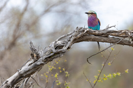 lilac breasted roller