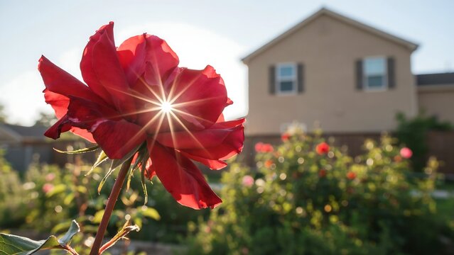 Bright red rose blooming in sunny garden with suburban house background