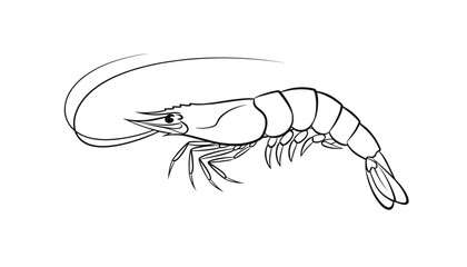 Fototapeta premium Clean black and white line art drawing of a single shrimp isolated over white background for cooking menu.