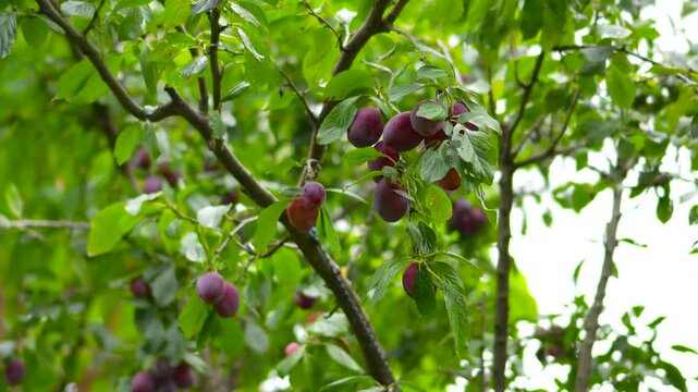 Highly engaging commercial ready slow motion video of shaking a plum tree with fresh ripe fruits slowly falling down in a summer orchard.