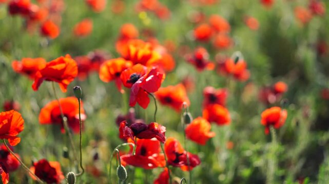 Poppies meadow spring: Red poppy flowers bloom in a green field during springtime for pollination.