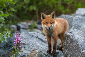 Fototapeta premium Red fox, Vulpes vulpes