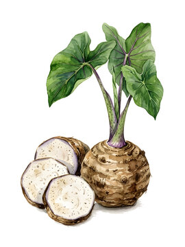 Watercolor taro plant or talas plant with corm PNG transparent background.