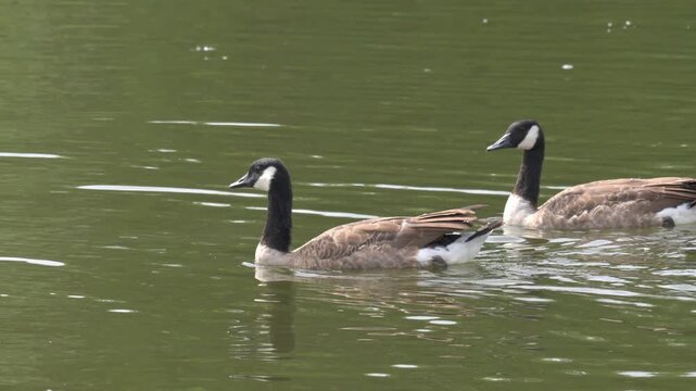 Canada Geese (Branta canadensis) swimming past the camera. August, Kent, UK [Half speed]