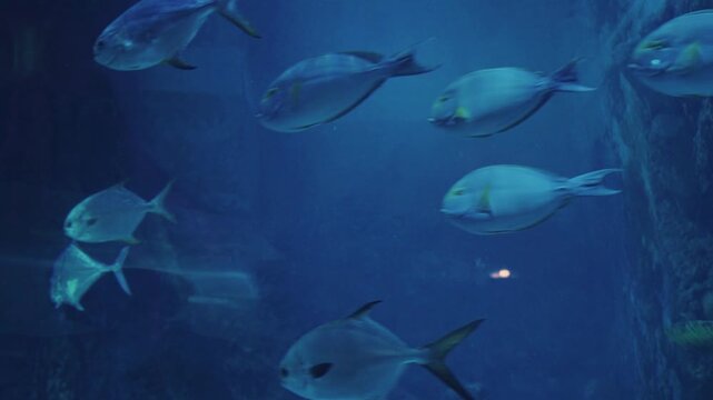 Silver fish ocean species swimming in deep blue aquarium water with a school life feel. Suitable for marine life concepts.