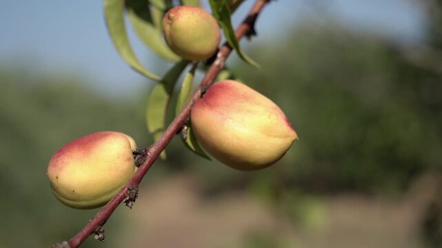 Nectarine on the mother plant peach tree prunes Persia
