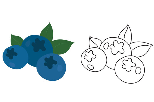 Flat vector illustration of blueberries presented both in outline style and filled flat design.
