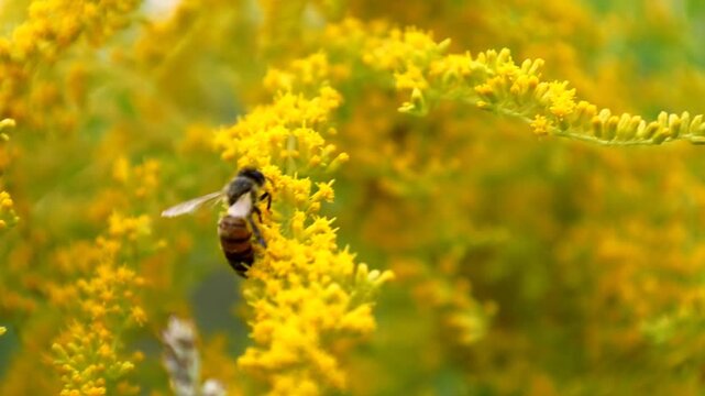 This macro video shows a bee gathering nectar from the vibrant yellow flowers of goldenrod. Its quick and agile movements against the natural blur background create a sense of dynamics and beauty.