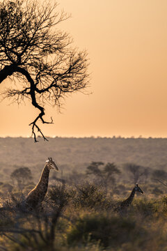 Giraffes in African Savanna at Golden Hour