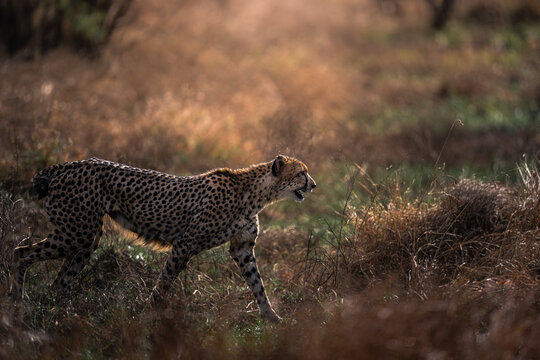 Cheetah Walking Through Savanna Grass