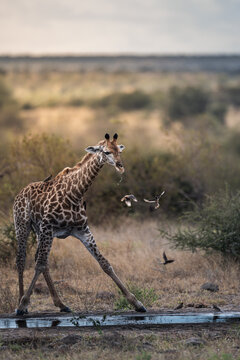 Giraffe Drinking from Waterhole with Birds in Flight