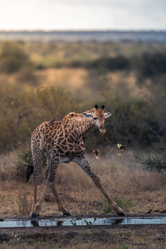 Giraffe Drinking Water with Oxpeckers Flying