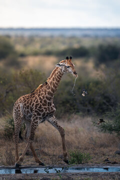 Giraffe Near Waterhole with Water Dripping from Mouth