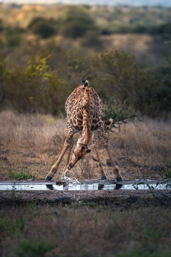 Giraffe Bending Down to Drink from Pool