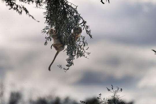 Two Young Baboons Playfully Hanging in Acacia Tree