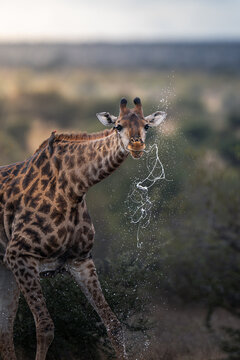 Giraffe Splashing and Spraying Water from Mouth