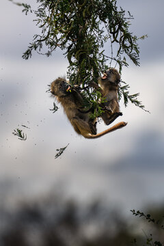 Playful baboons with One Jumping from Acacia Tree