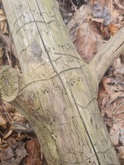trunk of a tree