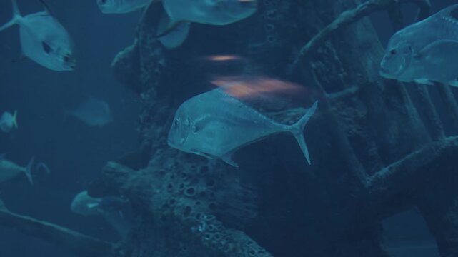 Silver african pompano fish near dark artificial shipwreck reef. Great for aquariums, oceanthemed designs, fishrelated content, and educational materials.