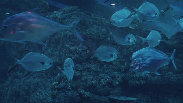 Many silver permit fish in a dark rocky ocean environment. Perfect for marine life websites, fishing industry promotions, or travel brochures.