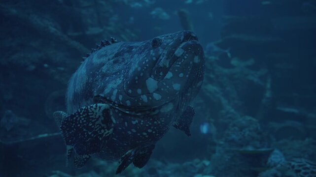 Large dark spotted tropical fish, massive patterned giant grouper, deep ocean creature. Perfect for aquatic animal documentaries, websites, and blogs.
