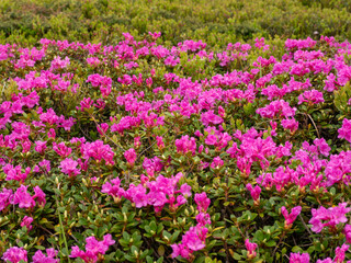 Fototapeta premium Pink rhododendron field covering Ciucas Mountains hillside