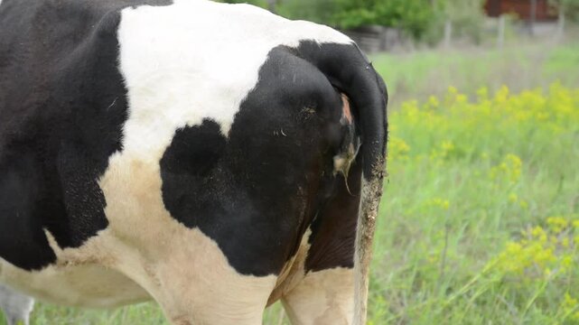 Close-up video of the hindquarters of a black and white cow standing in a lush green field. 
