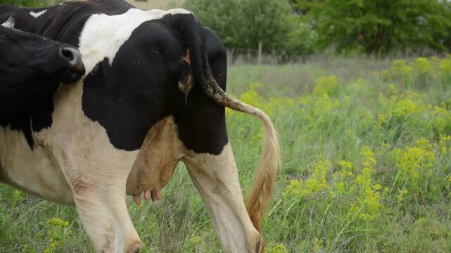 Close-up video of the hindquarters of a black and white cow standing in a lush green field. 