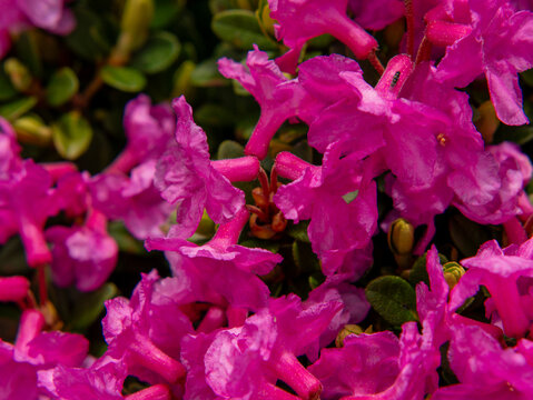Pink rhododendron blooms with small insect on petal edge