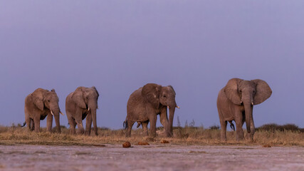 herd of elephants © Benj