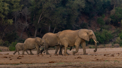 Elephant herd © Benj