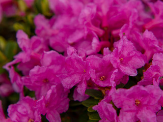 Fototapeta premium Pink rhododendron petals macro with golden stamen detail
