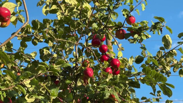 A bountiful apple tree laden with ripe red fruit amid green leaves against a sunny blue sky, agricultural production, healthy food, fresh fruit harvest, summer harvest moment, orchard farming.