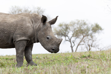Rhino baby © Benj