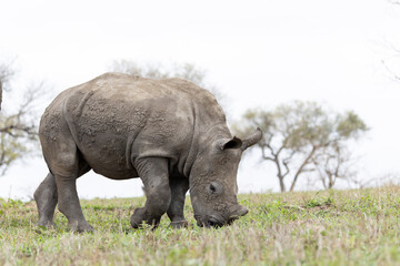 Rhino baby © Benj