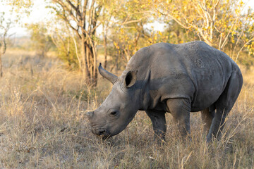 Rhino baby © Benj