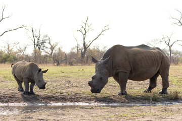 Rhino with mother © Benj