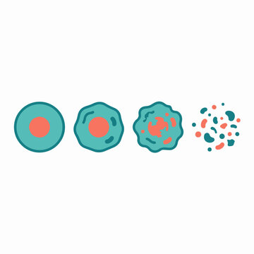 Cell Degeneration Process Vector Illustration with Biological Stages Symbolizing Disease, Medical Science, Pathology, and Cellular Biology Research