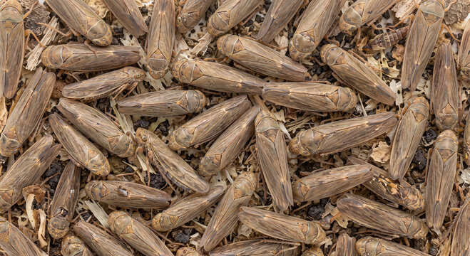Sparse specimens of brown leafhoppers scattered over a textured organic background