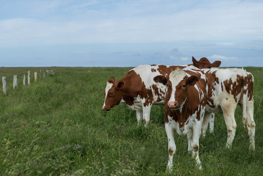 K&uuml;he auf dem Weideland in Ostfriesland