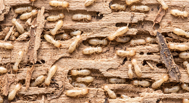 Active termites tunneling through exposed wood fibers and creating passages