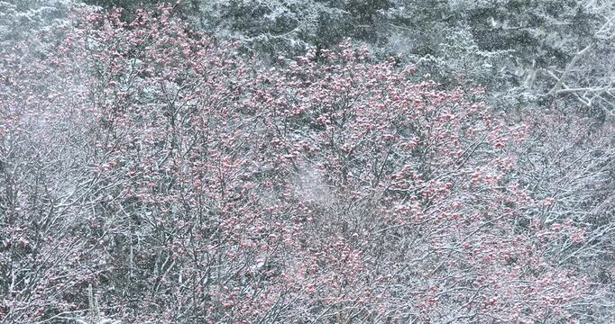 雪降りの中のナナカマドの実